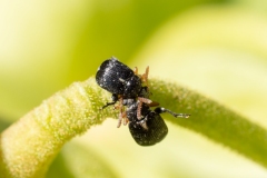 Bruchus sp