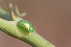 Cassida margaritacea