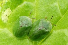 Cassida rubiginosa