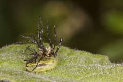 Cassida sp