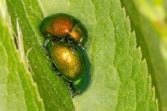 Chrysolina herbacea