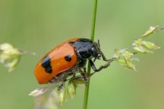 Clytra laeviuscula