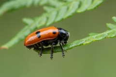 Clytra quadripunctata