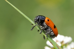 Clytra quadripunctata