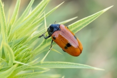 Clytra quadripunctata
