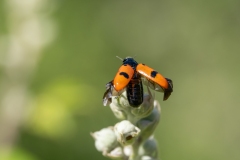 Clytra quadripunctata
