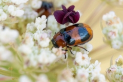 Coptocephala unifasciata