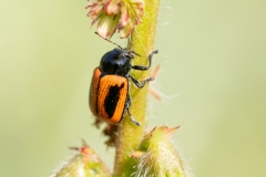 Cryptocephalus bipunctatus