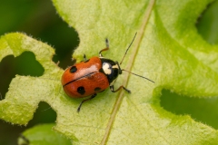 Cryptocephalus cordiger