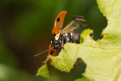 Cryptocephalus cordiger