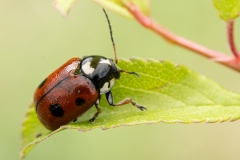 Cryptocephalus cordiger