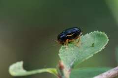 Cryptocephalus flavipes