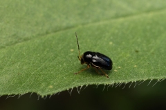 Cryptocephalus flavipes