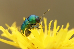 Cryptocephalus sericeus