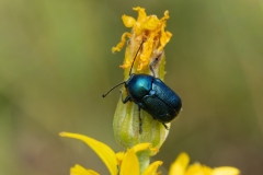 Cryptocephalus sp