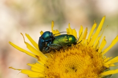Cryptocephalus sp