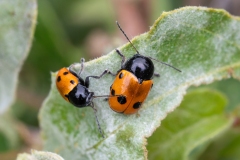 Cryptocephalus trimaculatus
