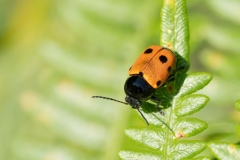 Cryptocephalus trimaculatus