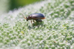 Dibolia sp