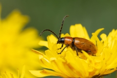 Exosoma lusitanicum