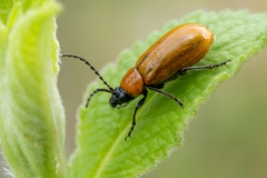 Exosoma lusitanicum