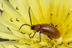 Exosoma lusitanicum