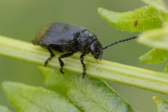Galeruca tanaceti