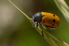 Lachnaia italica