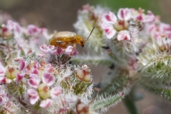 Longitarsus sp