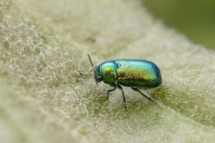 Smaragdina concolor