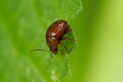 Sphaeroderma testaceum