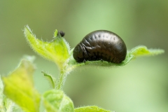 Timarcha nicaeensis