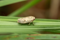 Allygidius sp