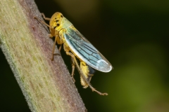 Cicadella viridis