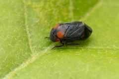 Penthimia nigra