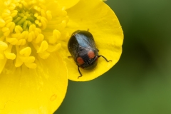Penthimia nigra
