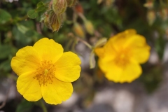 Helianthemum nummularium