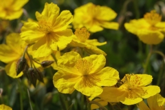 Helianthemum nummularium