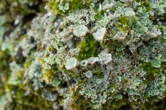 Cladonia pyxidata