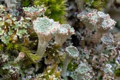 Cladonia pyxidata