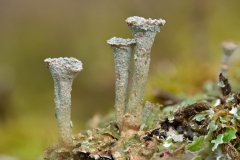 Cladonia pocillum