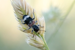 Clerus mutillarius