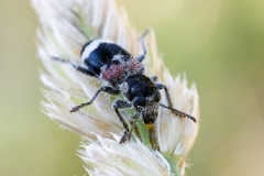 Clerus mutillarius
