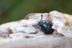 Necrobia violacea