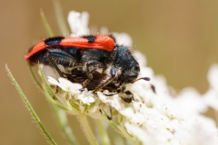 Trichodes alvearius