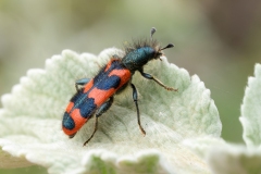 Trichodes alvearius