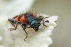 Trichodes alvearius