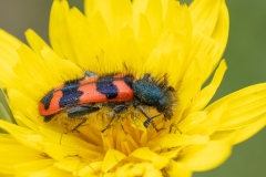 Trichodes alvearius