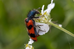 Trichodes alvearius