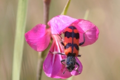 Trichodes alvearius